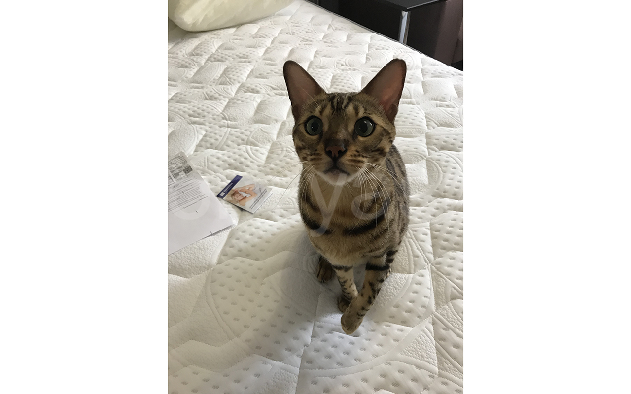 отзыв о Матрас DreamLine Memory SLEEP TFK фото 3